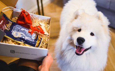 Co kupić psu na święta?