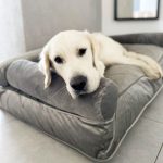 legowisko ortopedyczne dla dużego psa