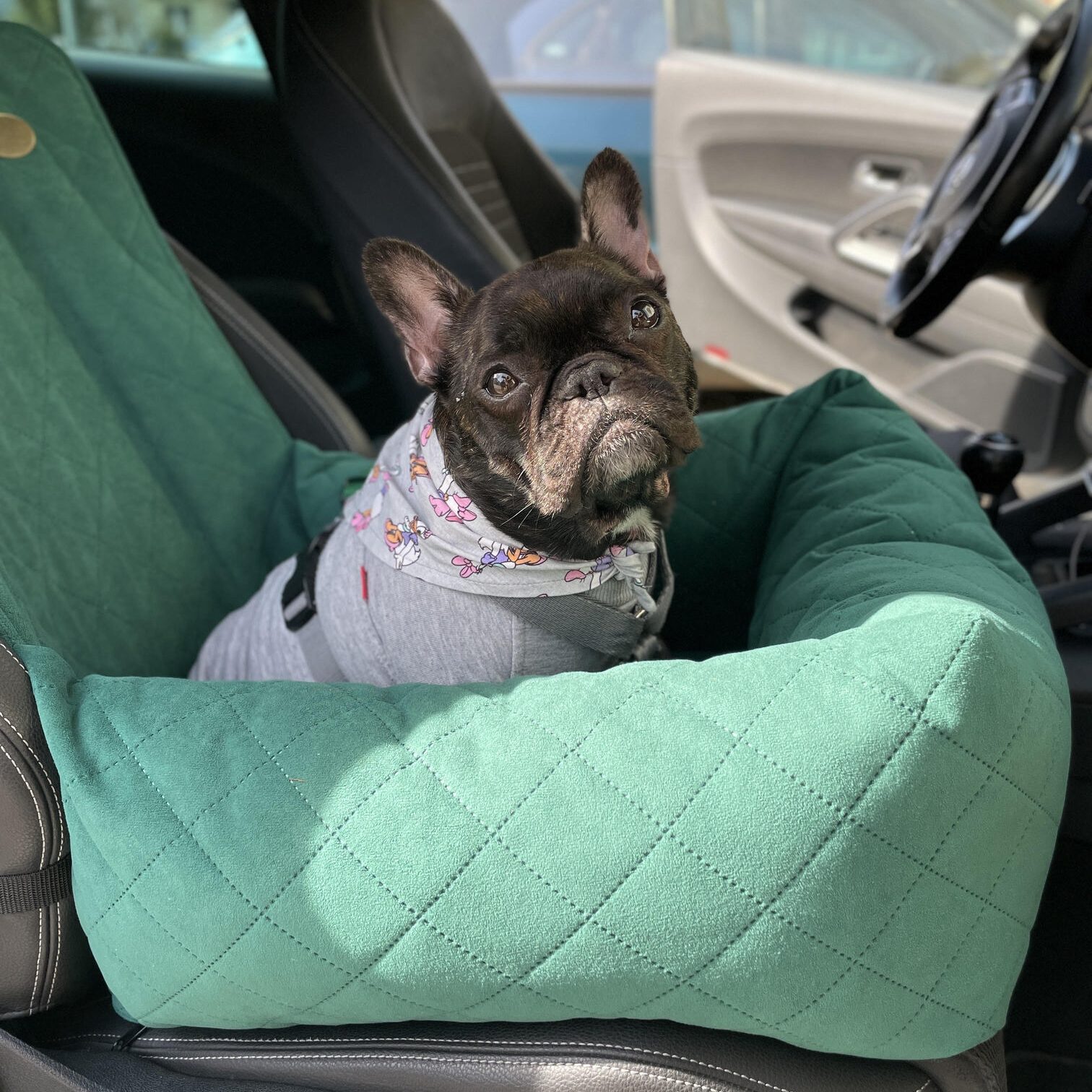 fotelik samochodowy dla psa