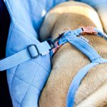 fotelik-dla-psa-niebieski