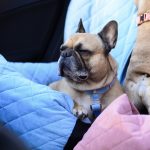 fotelik-legowisko-dla-buldoga