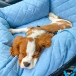 Jak podróżować z psem jesienią? jesienne podróże fotelik samochodowy