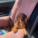 fotelik-transporter-dla-psa