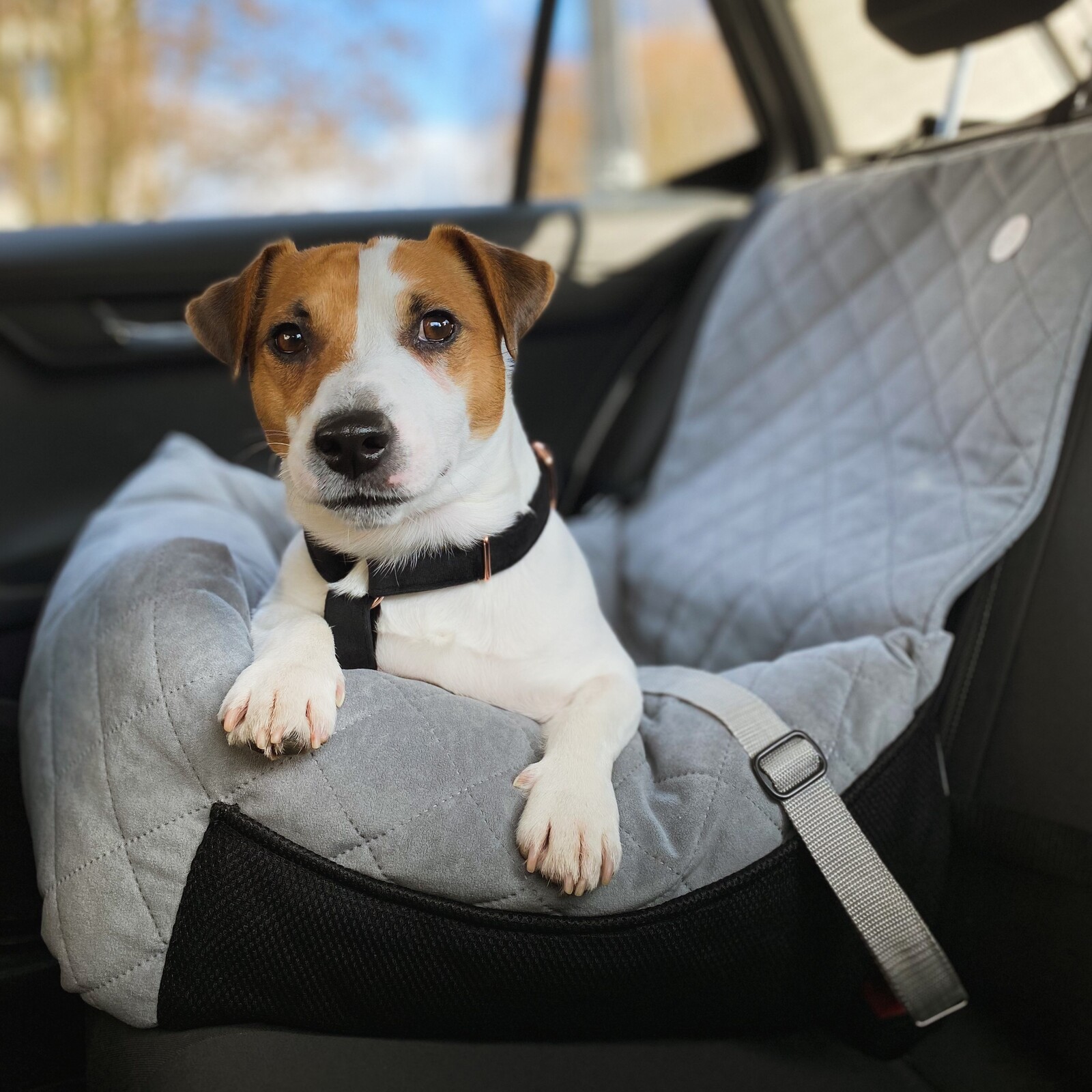 fotelik samochodowy dla psa transporter