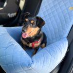 transporter-do-samochodu-dla-psa