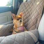 transporter-samochodowy-dla-psa