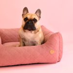 buldog-francuski-legowisko