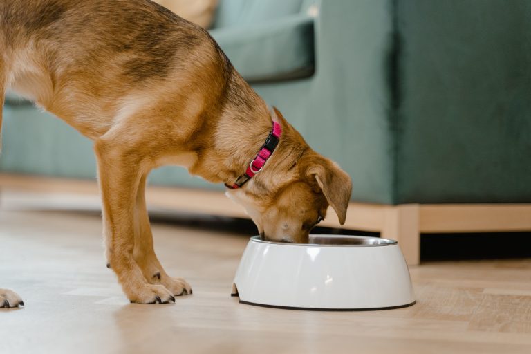 Kiedy karmić psa? – przewodnik