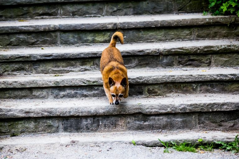 Jak nauczyć psa wchodzenia po schodach?