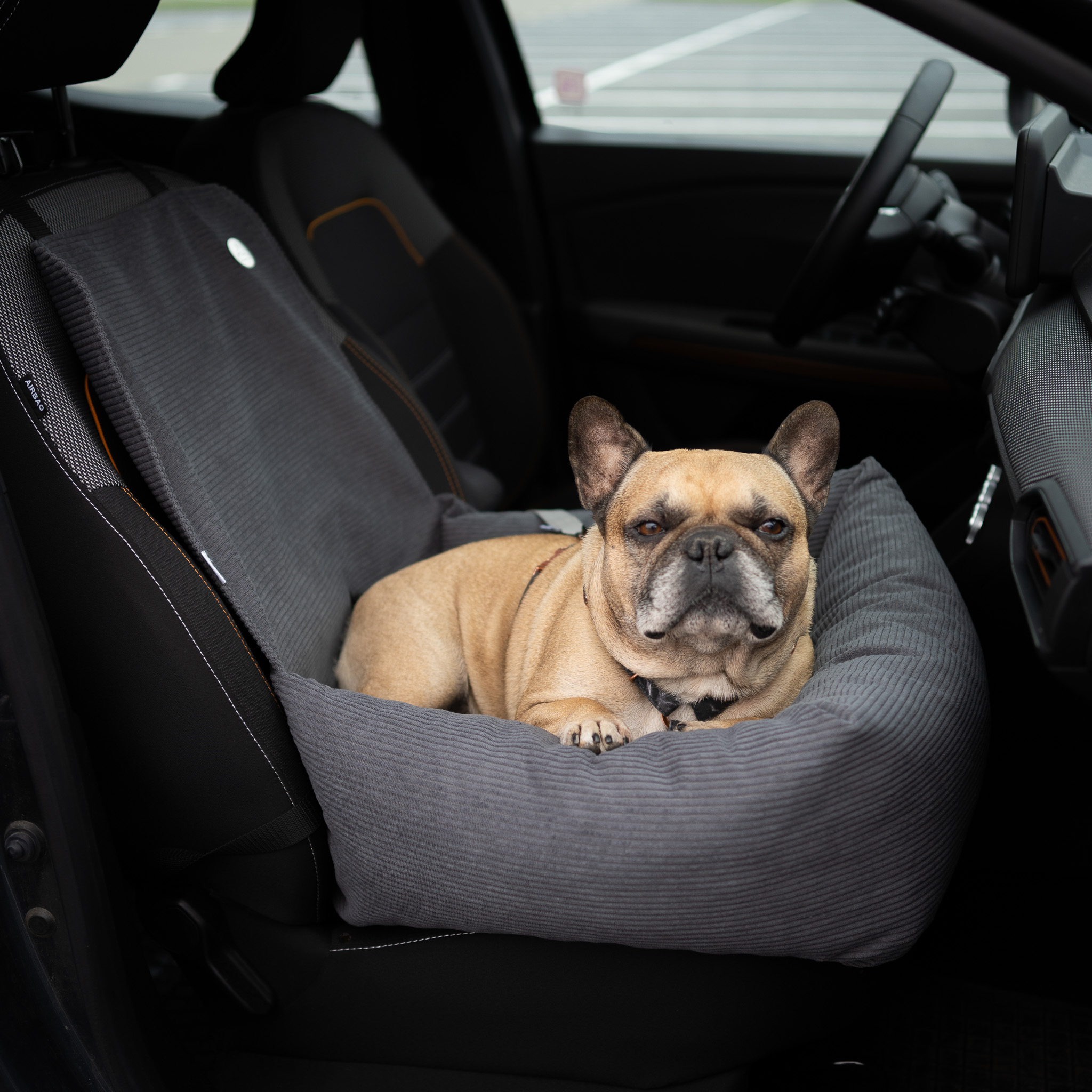 Fotelik samochodowy dla psa CORD