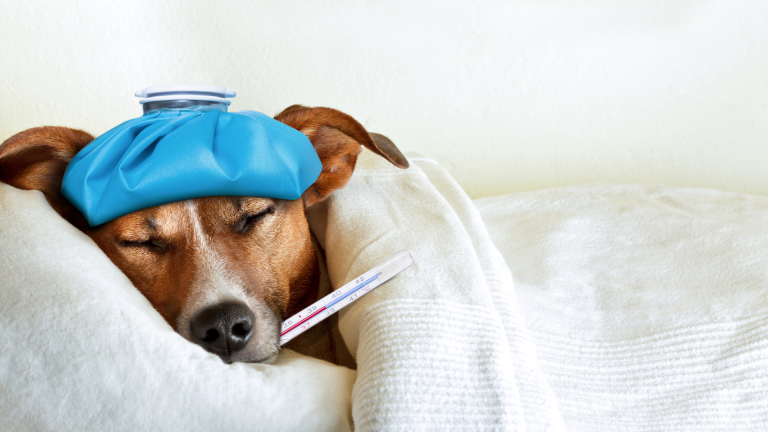 Czy pies może być przeziębiony? Jak dbać o odporność psa w okresie zimowym?