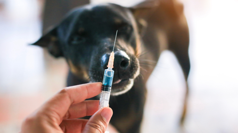 Kiedy szczepić psa? Harmonogram szczepień, regularne kontrole i badania okresowe