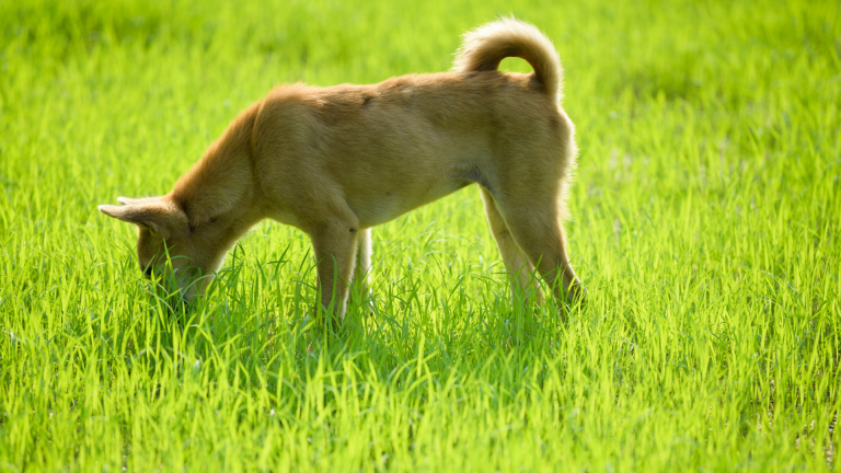 Dlaczego pies je trawę?