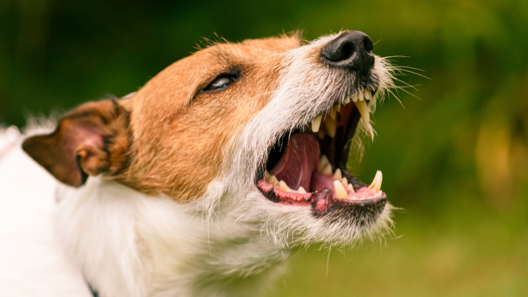 Pies reaktywny – co to oznacza?