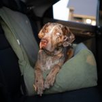 fotelik samochodowy dla dużego psa