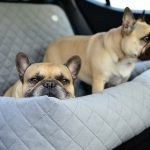 transporter-samochodowy