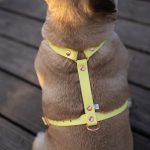 SZELKI GUARD DLA PSA Z BIOTHANU ZOLTE