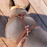 szelki dla psa biothane brąz cynamom